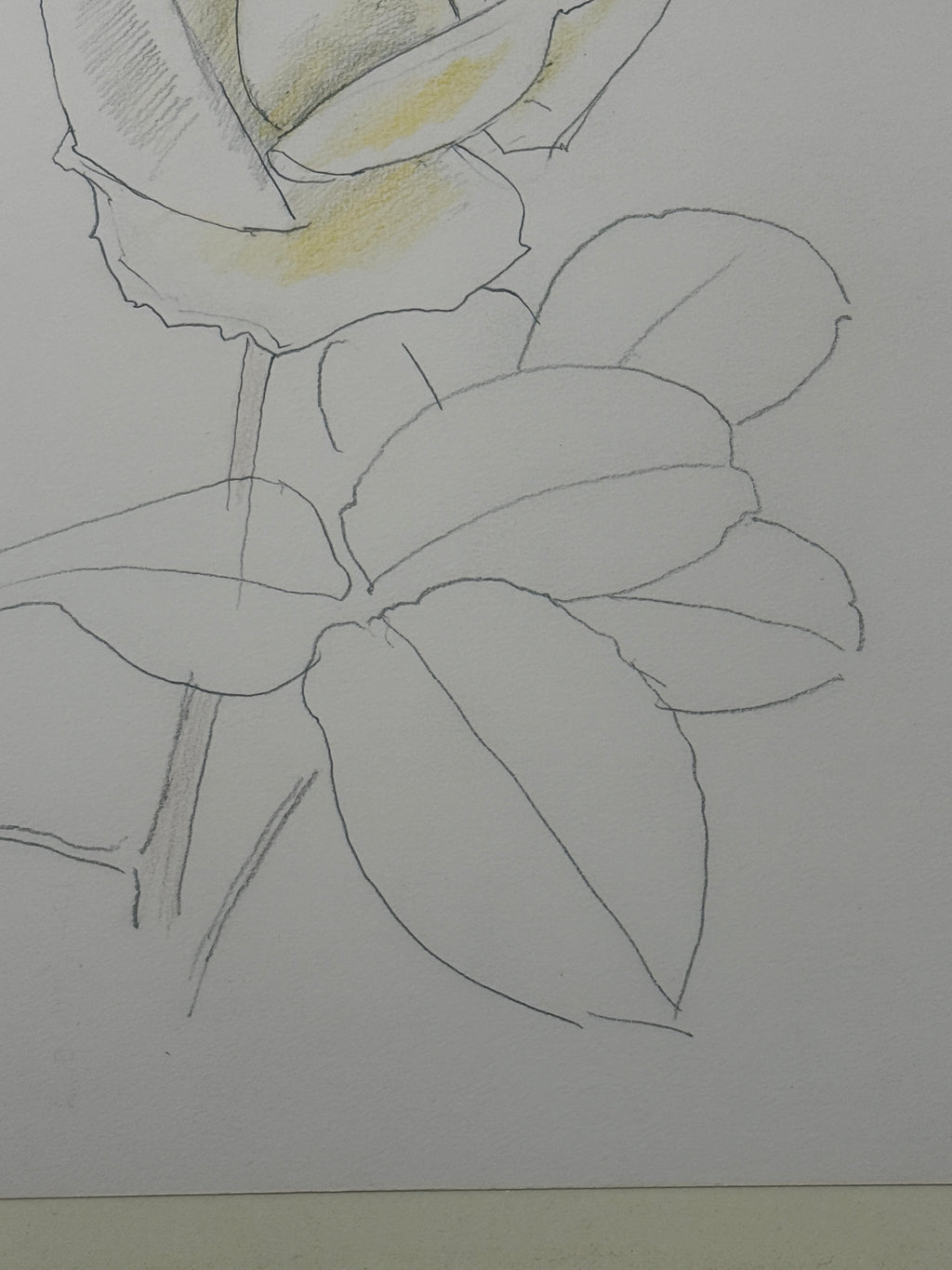 Togyu Okumura - Rose Sketch (薔薇素描)