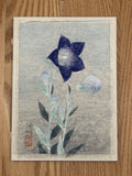 Shigeaki Kuromitsu - Chinese Bellflower (桔梗)