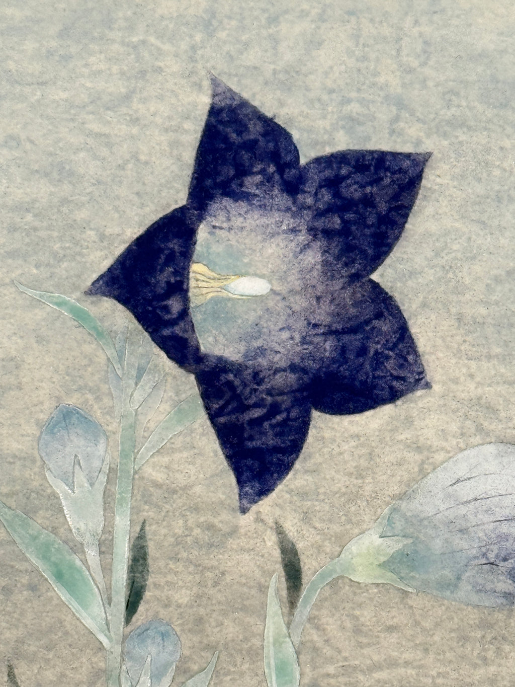 Shigeaki Kuromitsu - Chinese Bellflower (桔梗)
