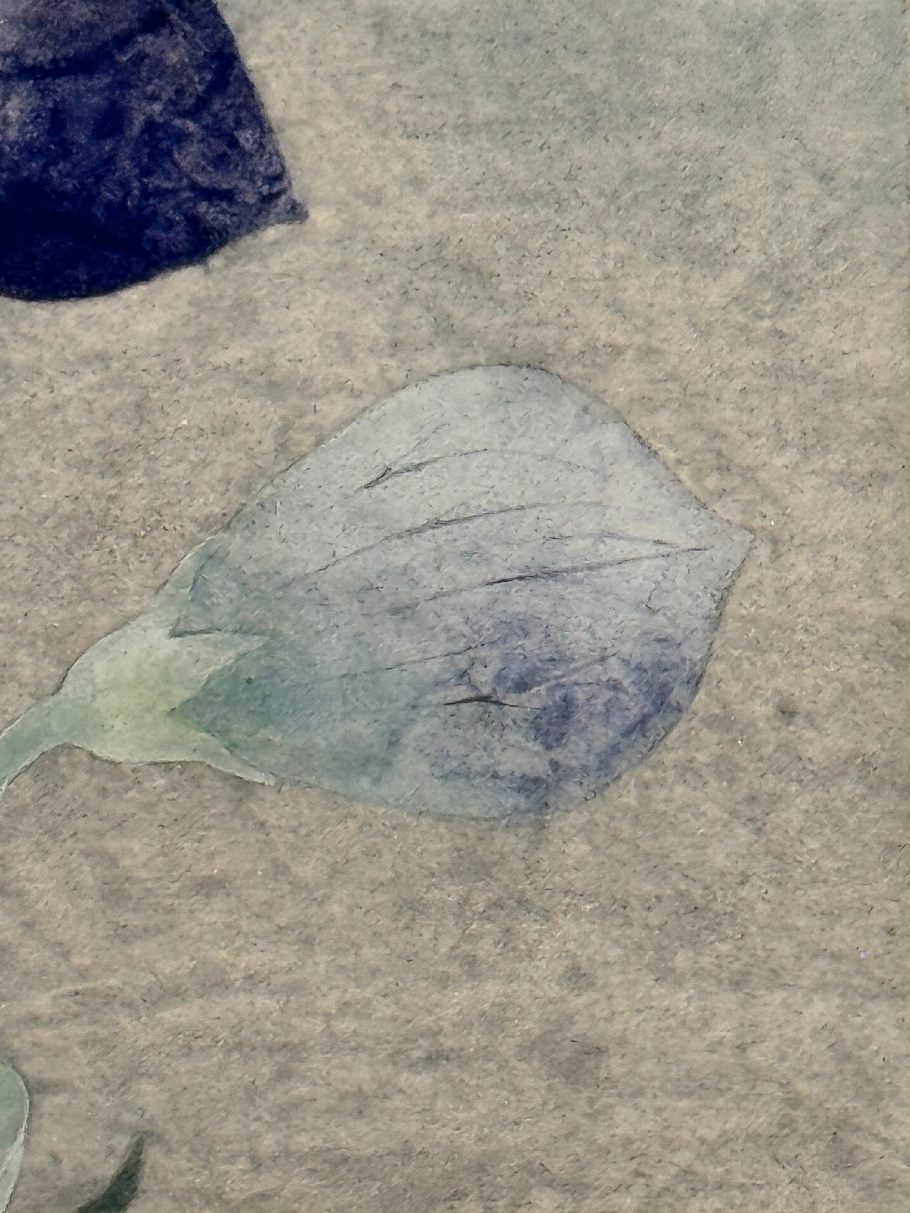 Shigeaki Kuromitsu - Chinese Bellflower (桔梗)