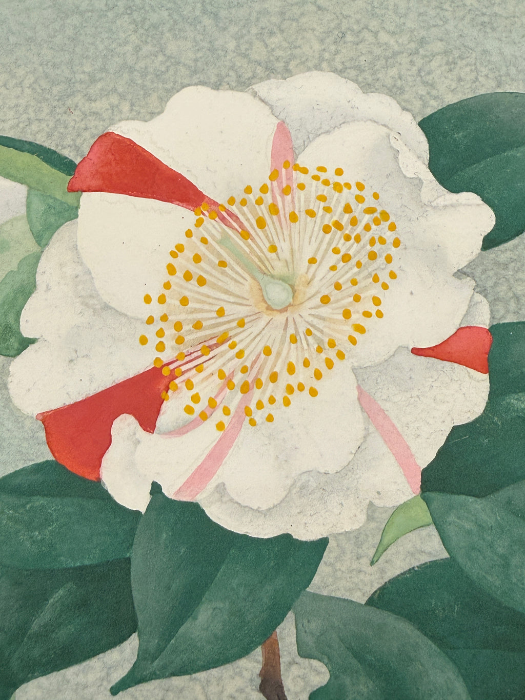 Taisei Sato - Higo Camellia (肥後椿)